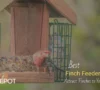 Best Finch Feeders: Top Picks to Attract Finches to Your Garden