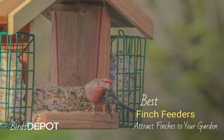 Attract Goldfinches and House Finches to Your Backyard with these finches feeders.