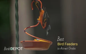 Best Oriole Bird Feeders to Attract Orioles to Your Yard