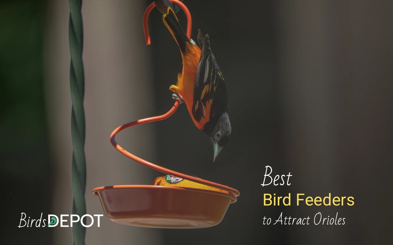 Best Oriole Bird Feeders