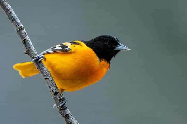 best oriole birds feeder