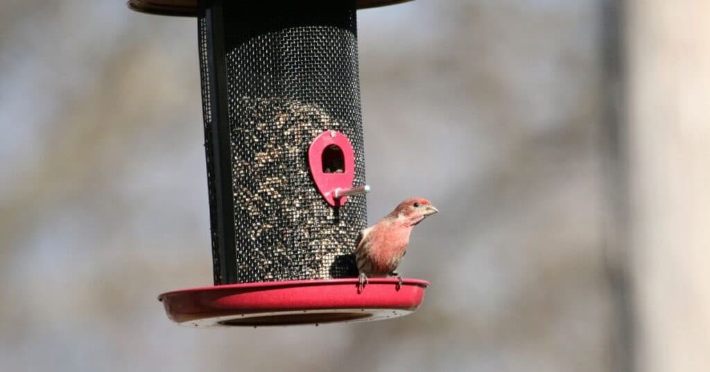 finch feeder