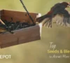 Best Finch Food: Top Seeds & Blends to Attract More Finches