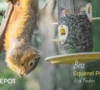 Top Squirrel Proof Bird Feeders to Keep Squirrels Off