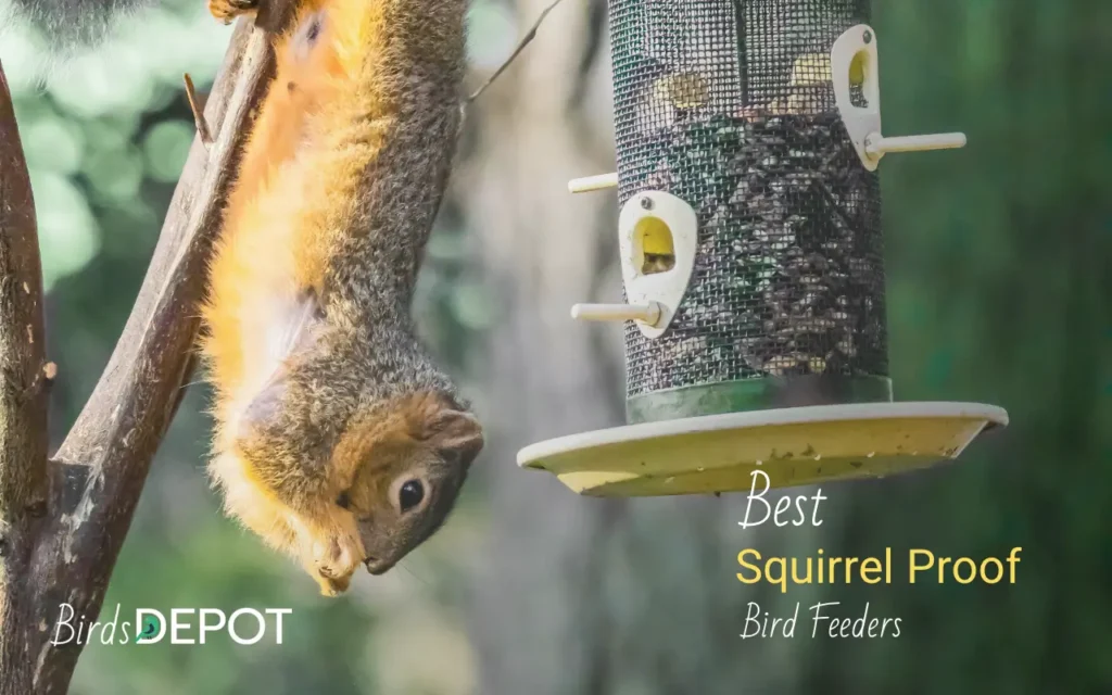 Top Squirrel Proof Bird Feeders to Keep Squirrels Off