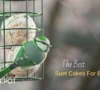 Reviews: Best Suet Cakes For Birds That Actually Works