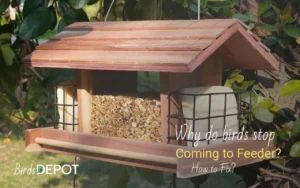 Why Birds Are Not Coming To My Feeder (And How to Fix)
