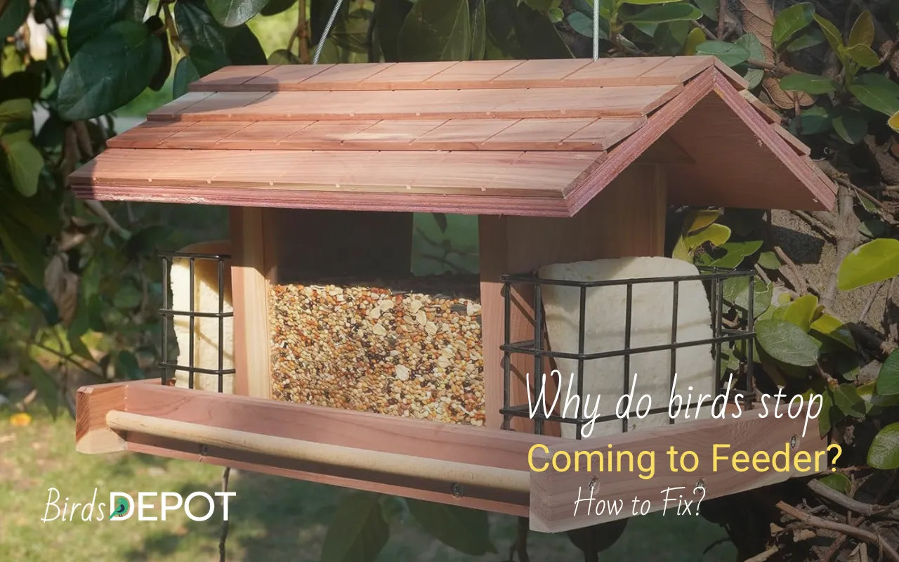 Why do birds stop coming to the bird feeder