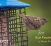 5 Best Suet Feeders That Attract Birds: Reviews