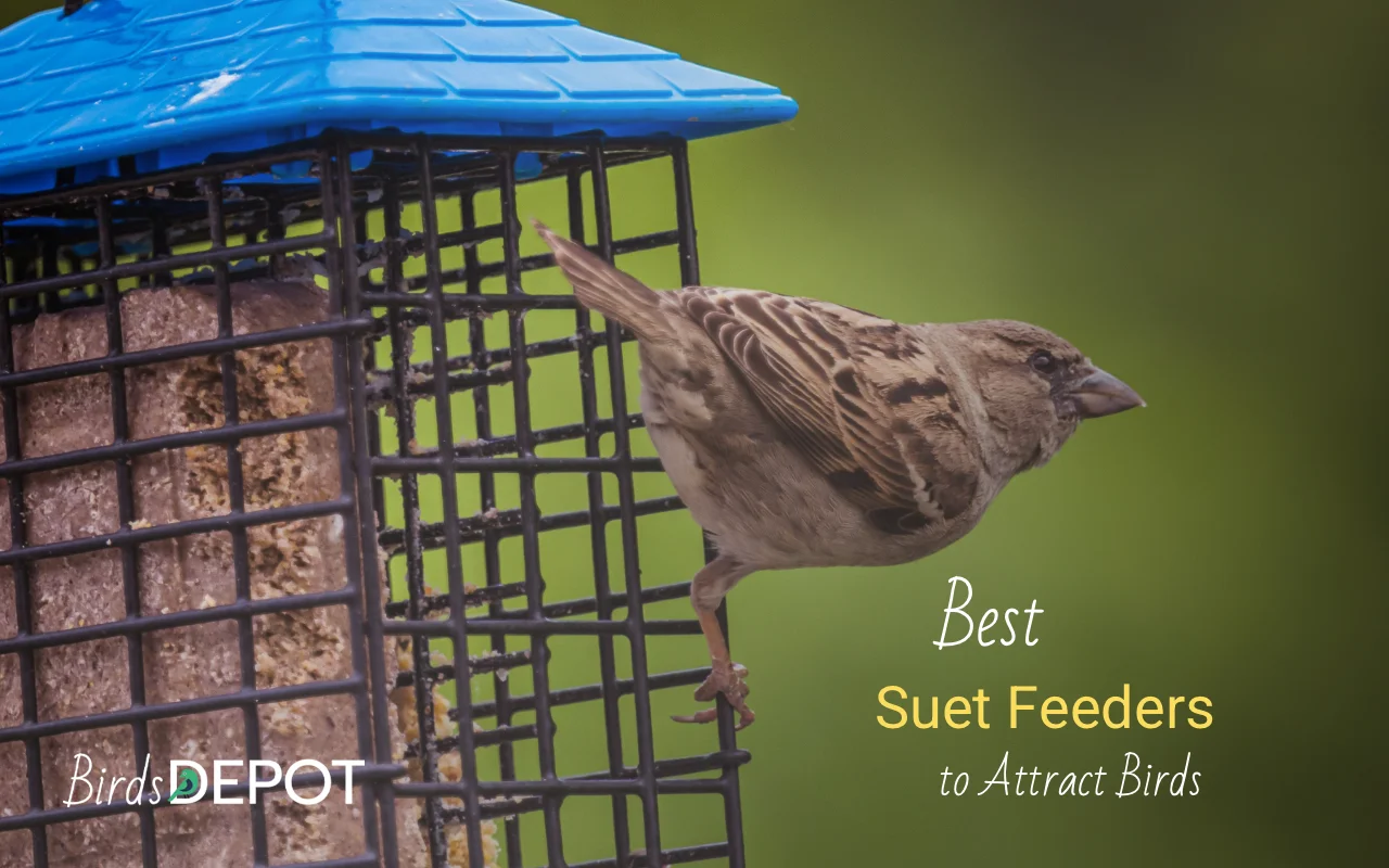 Bird Suet Feeder Review