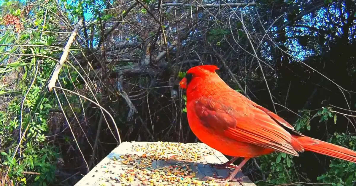 Attract Cardinals to Your Yard