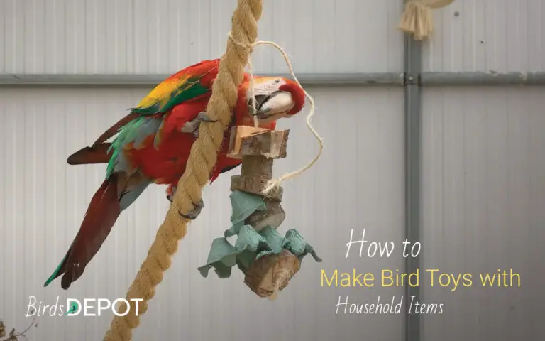 bird toys out of household items