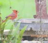 12 Proven Ways to Attract Cardinals to Your Yard