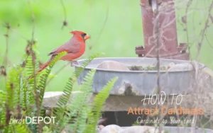 12 Proven Ways to Attract Cardinals to Your Yard