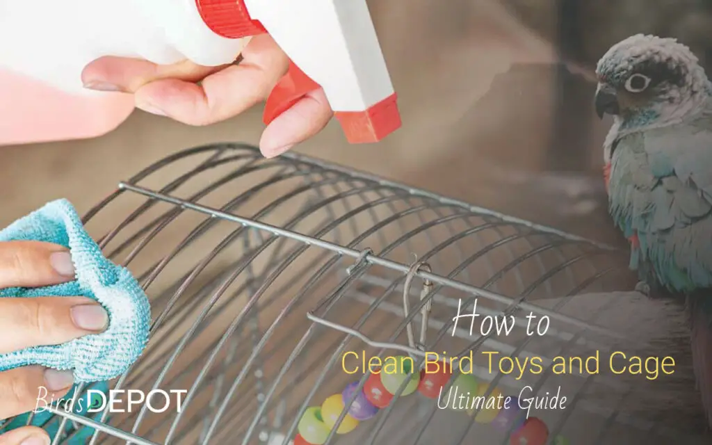 How to Clean Bird Toys and Cage