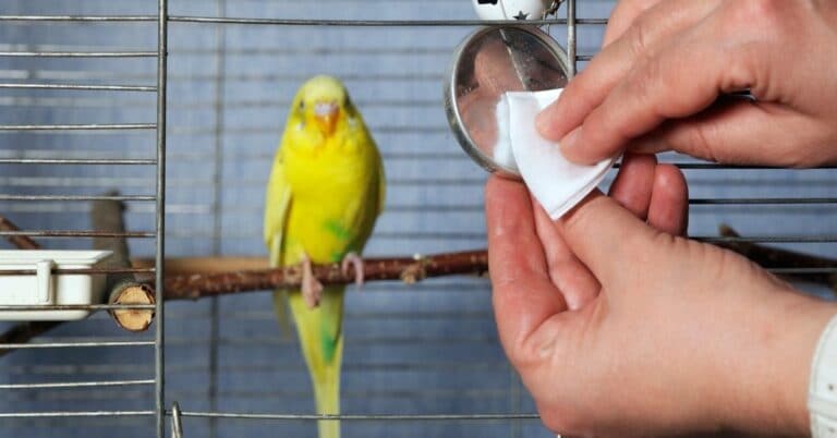 How to keep the area around bird cage clean