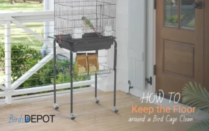 How to Keep the Floor Around a Bird Cage Clean: Easy Tips & Tricks