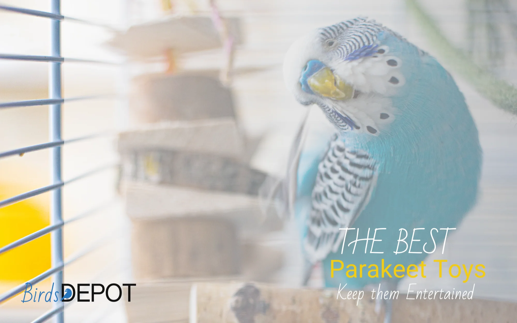 The Best Parakeet Toys to Keep them Entertained
