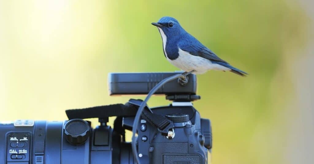 Best Camera for Bird Photography