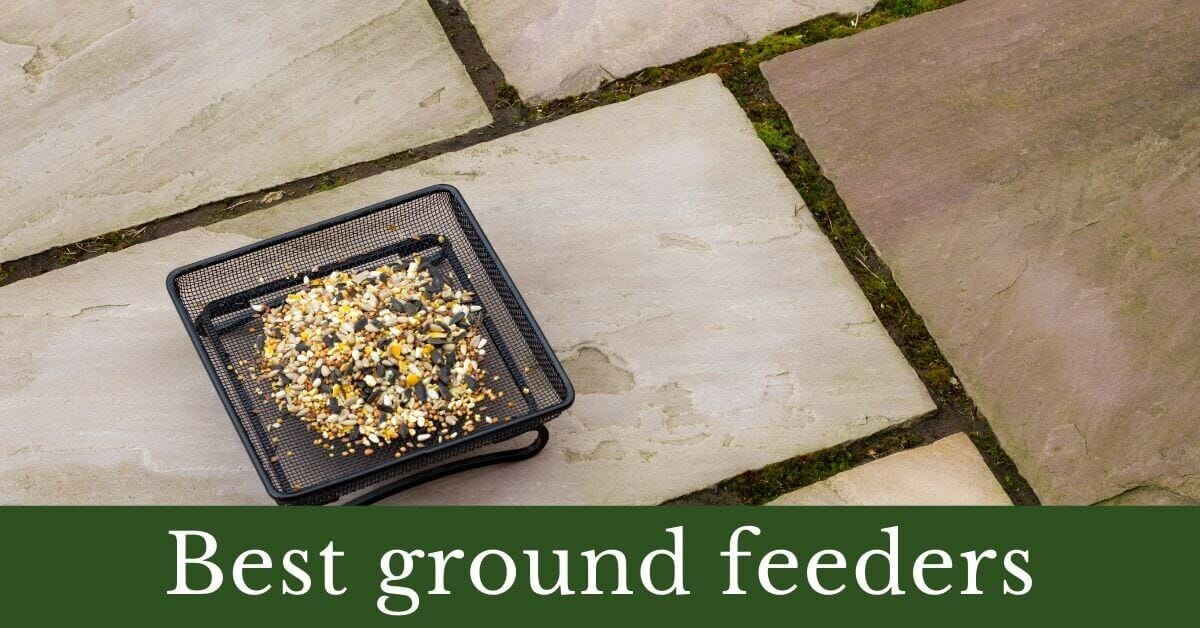 Best Ground Feeders for Birds