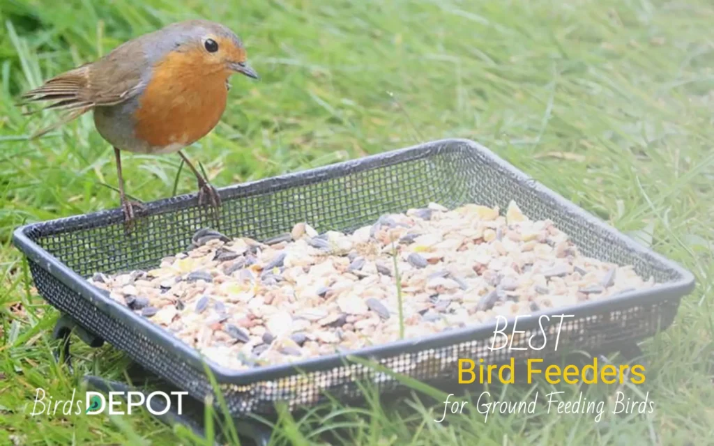 Bird Feeders for Ground Feeding Birds