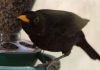 6 Easy Ways To Keep BlackBirds Away from Bird Feeders