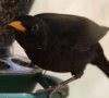 6 Easy Ways To Keep BlackBirds Away from Bird Feeders