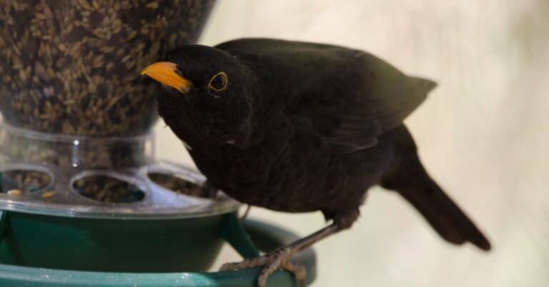 How to keep blackbirds away from bird feeder