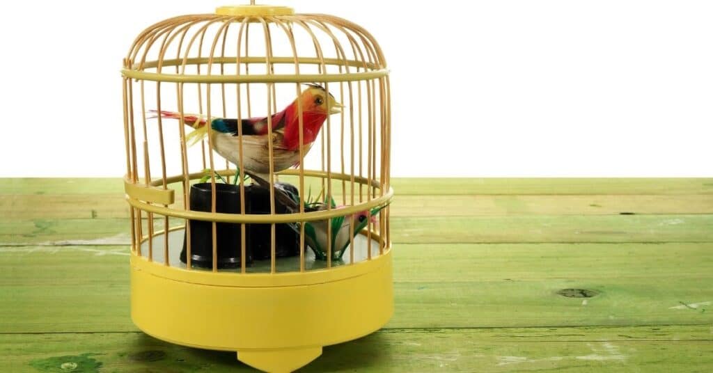 How to make bird toys out of household items Guide BirdsDepot