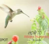 Easy Tips to attract Hummingbirds to The Garden