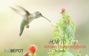 Easy Tips to attract Hummingbirds to The Garden