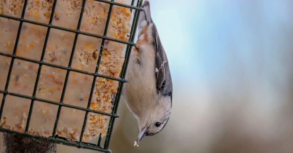 best bird suet cakes