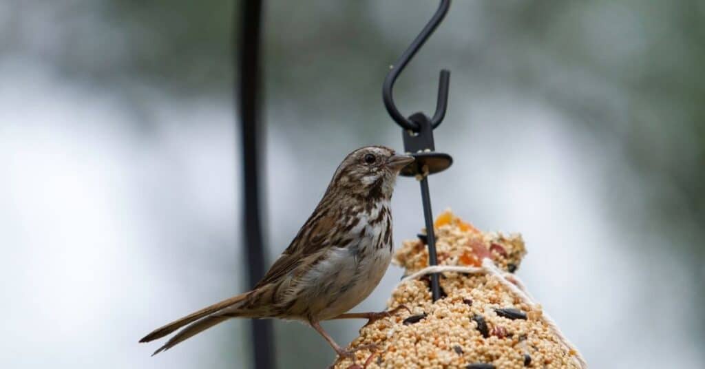 finch bird seed