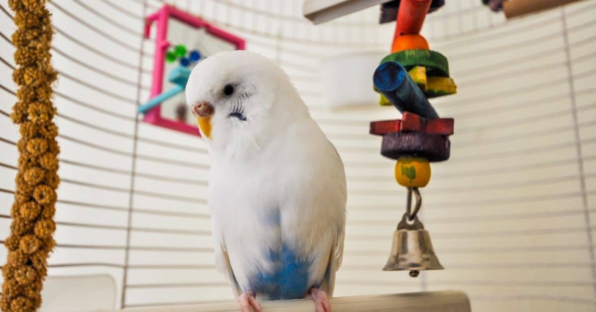 best toys for parakeets