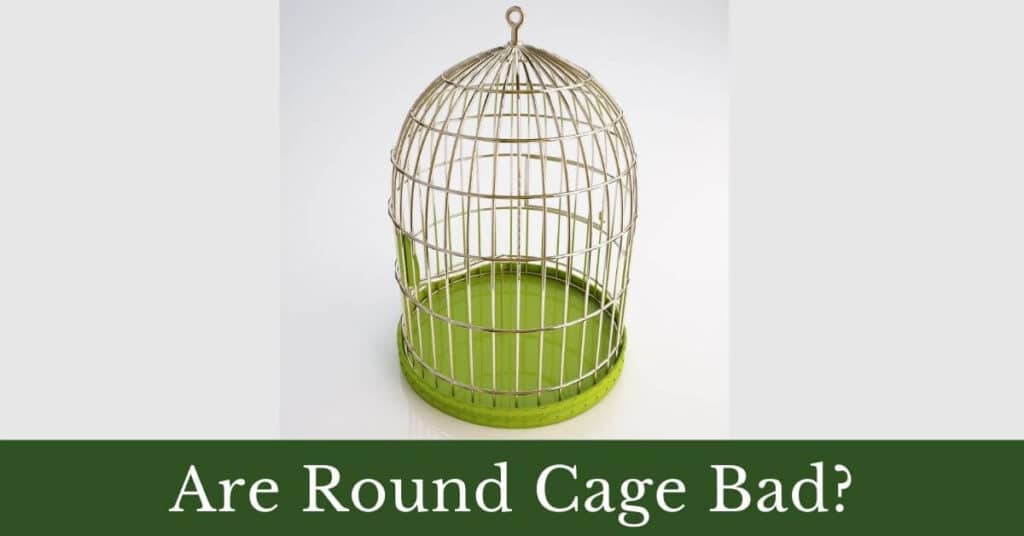 Are round cages bad for birds? BirdsDepot
