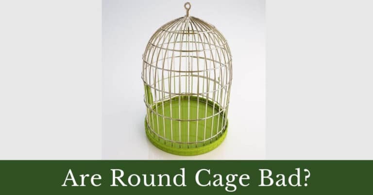 Are round cages bad for birds