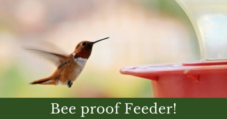 Best bee proof hummingbird feeder