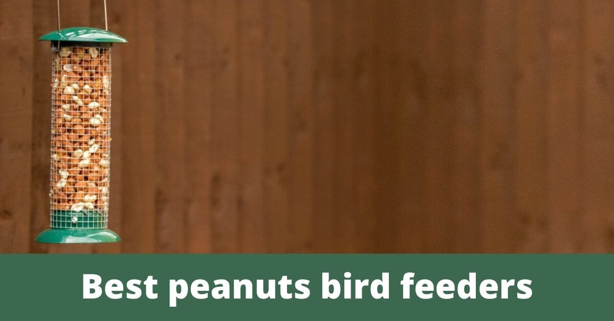 Best bird feeder for peanuts