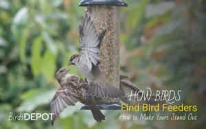 How Birds Find Bird Feeders & How to Make Yours Stand Out