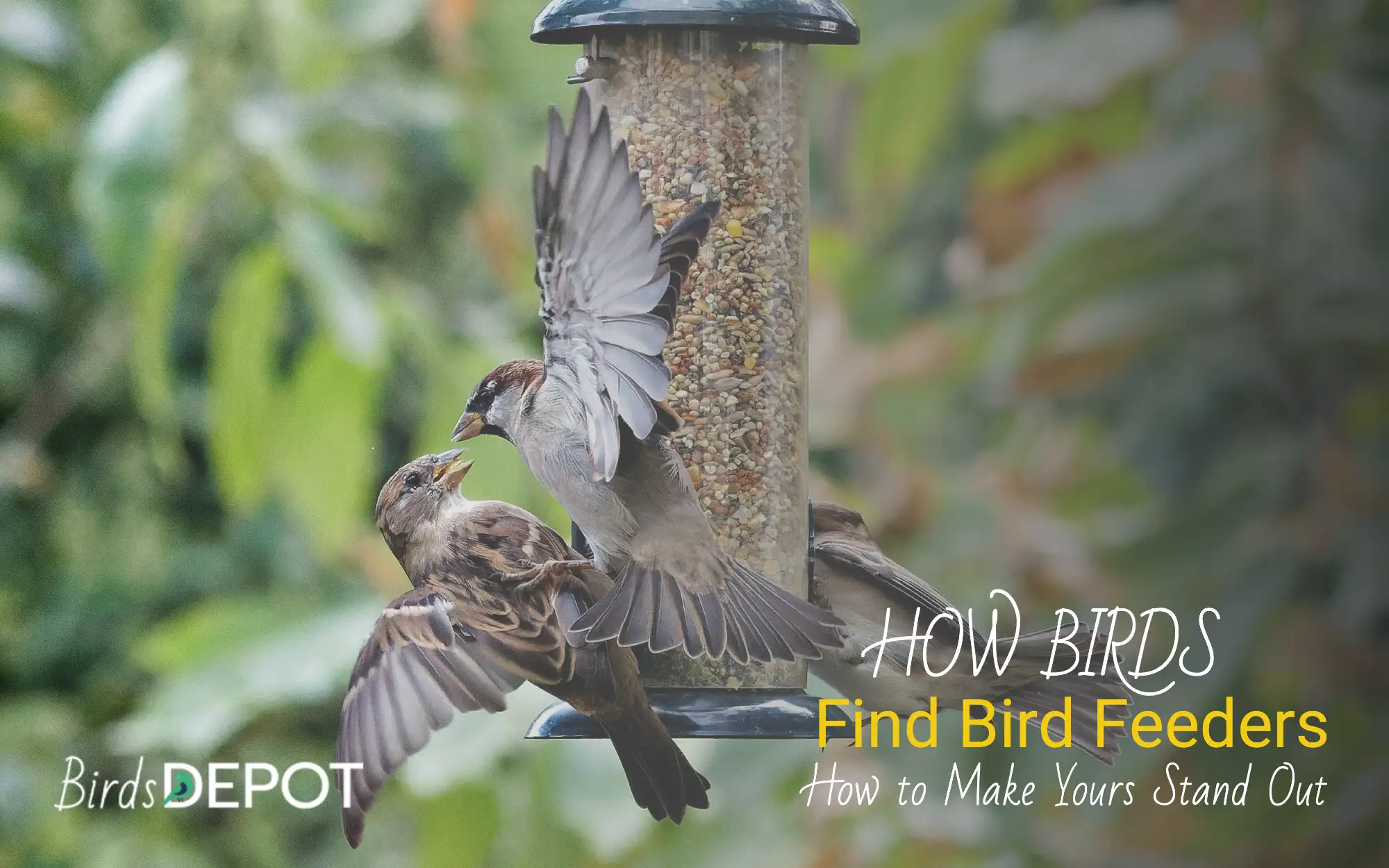 How do birds find bird feeders?