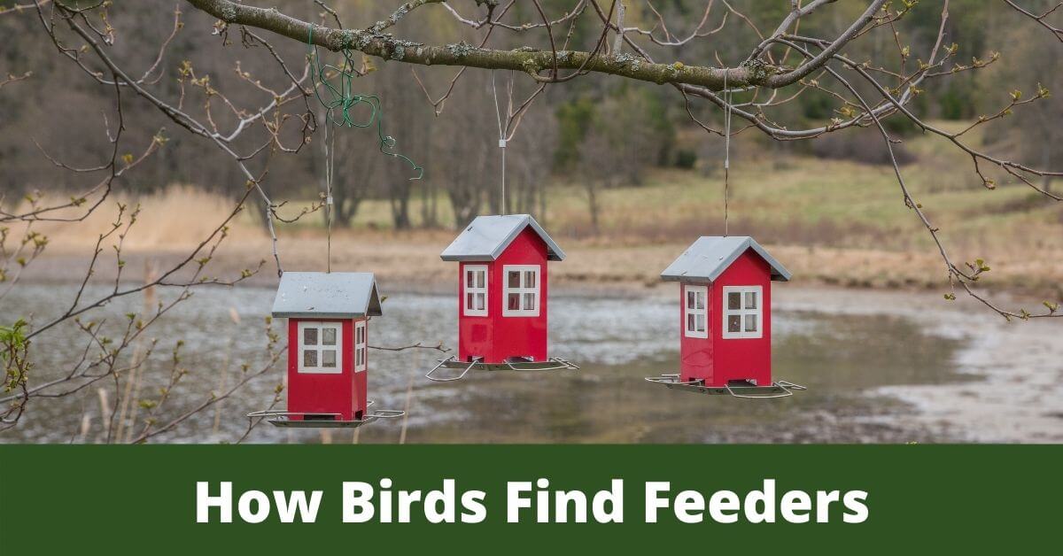 How do birds find bird feeders