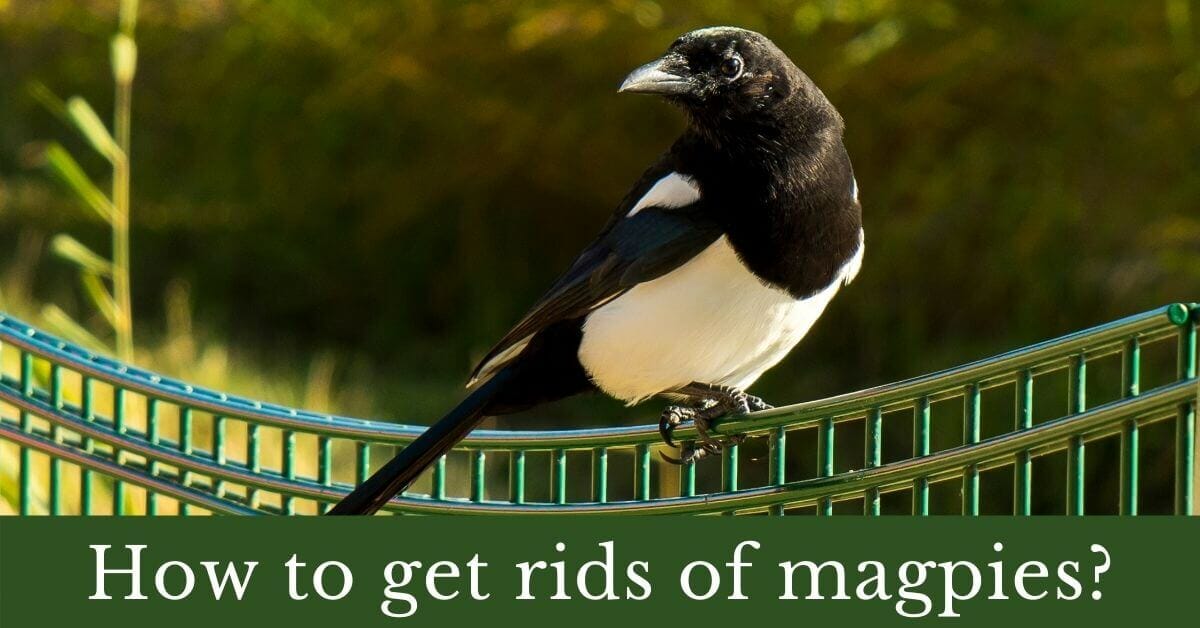 How to get rid of magpies