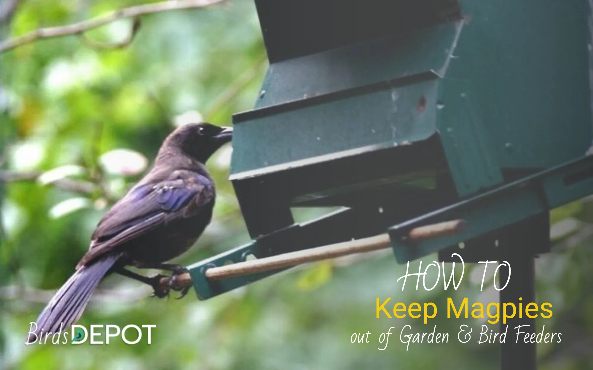 7 Easy Ways to Get Rid of Magpies in Your Garden - BirdsDepot