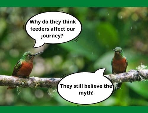 Hummingbirds migration myth