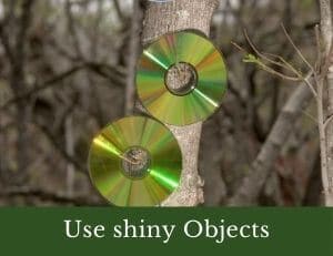 Use shiny objects
