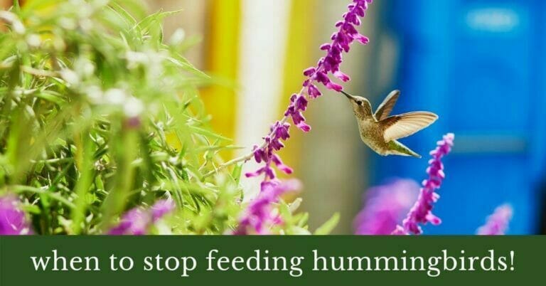 When should I take down my hummingbird feeder