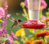 Bee Proof Hummingbird Feeders: An Expert’s Guide 2025