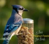 Attract Jays? The Best Peanut Feeders for Birds Ranked