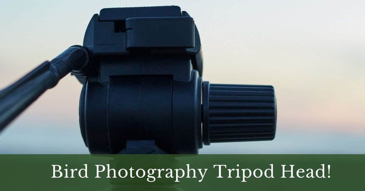 Best Tripod Head for Bird Photography