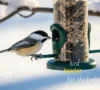 The Best Bird Feeder for Chickadees: 2025 Expert Reviews